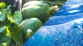 Sustainable Food & Water