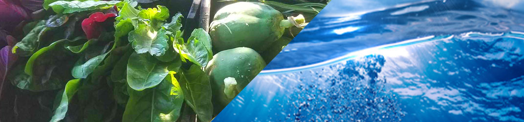 Sustainable Food & Water